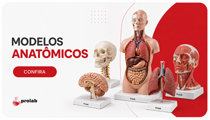 Modelos Anatômicos