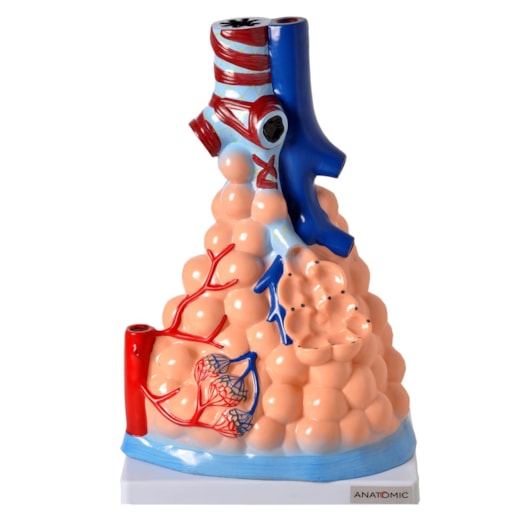 Alvéolos Pulmonares Ampliado
