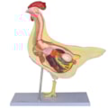 Anatomia da Galinha-f6b497df-80e6-46a2-8983-8b3e24b9bb88