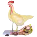 Anatomia da Galinha-49c15c3e-77a1-4d28-a22f-c9f1d780429d