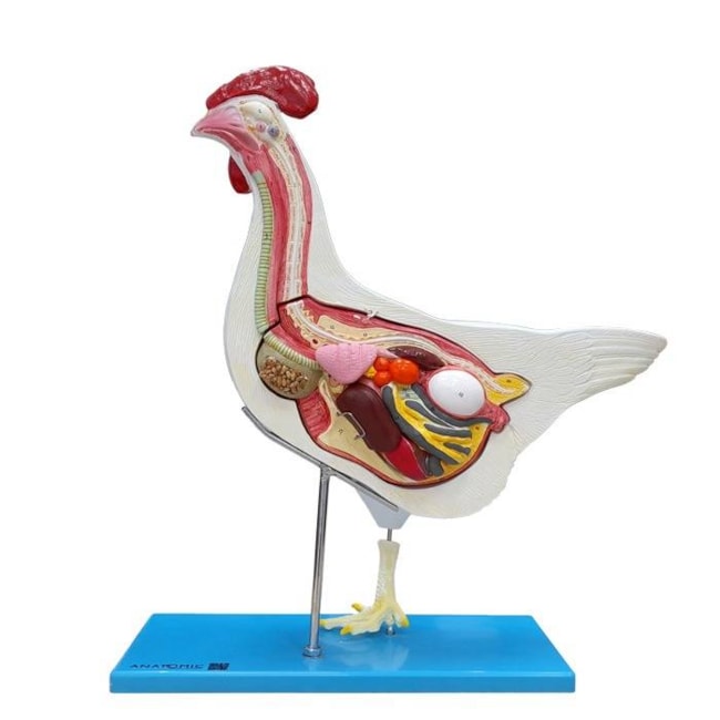 Anatomia da Galinha-7dd0aafb-3de9-495e-b707-caed143f4bdb