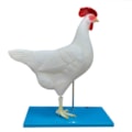 Anatomia da Galinha-a0a33a7c-aa18-4809-af05-8f92509b6afc