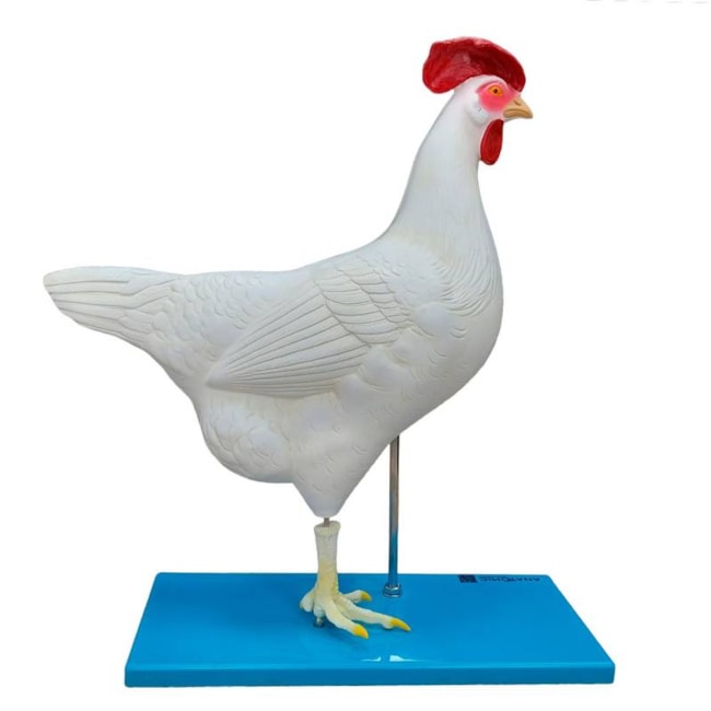 Anatomia da Galinha-7f765bb9-dc25-4a5f-9518-0aceb4e5580f