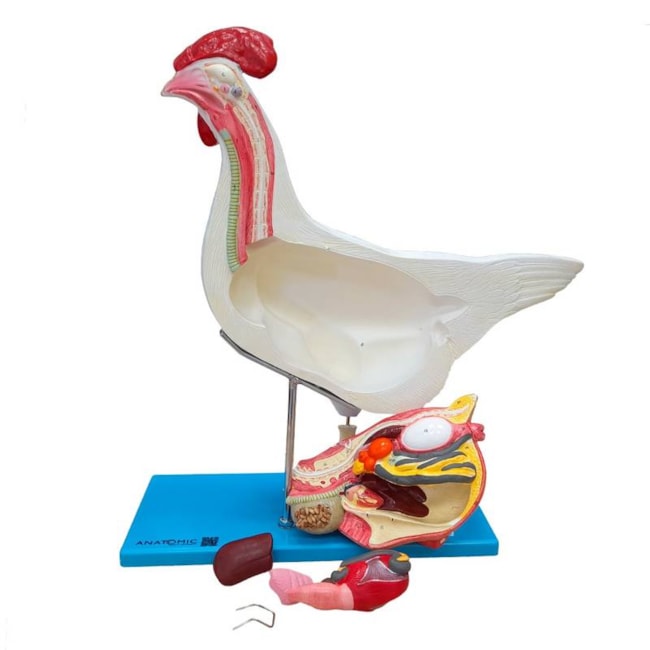 Anatomia da Galinha-a6a038c6-79b4-4e44-ade4-2ed380393efc