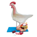 Anatomia da Galinha-5c9e459e-11ad-4a56-9bda-ea075aa122e3