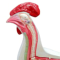 Anatomia da Galinha-b956d133-fa9d-4f1d-8686-42fcd97fd414