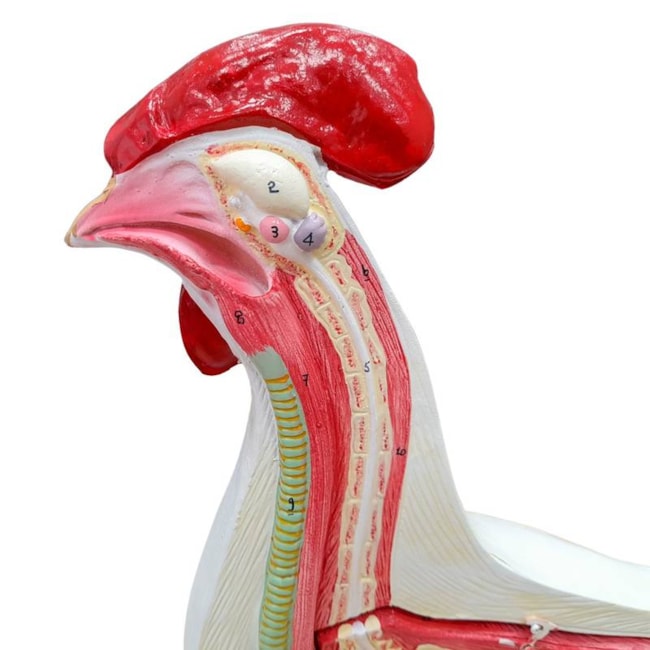 Anatomia da Galinha-2c8eb7b0-f74e-4c29-8561-3d147233a6ff