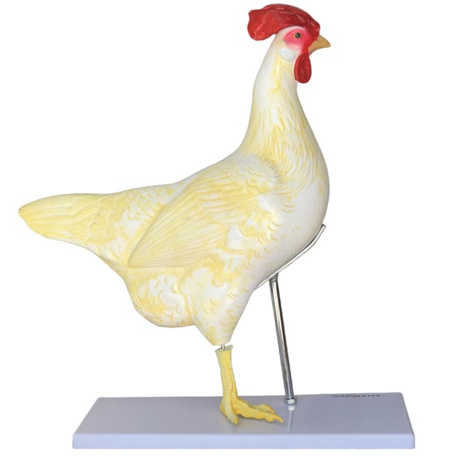 Anatomia da Galinha-1bb2edd4-d08a-4fd6-937a-0be5461868ea