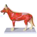 Anatomia do Cachorro-3ec4bc93-2dea-42ef-a8d1-30665a54bfa9