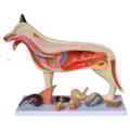 Anatomia do Cachorro-494e416c-f25a-497f-ae35-97386be4211a
