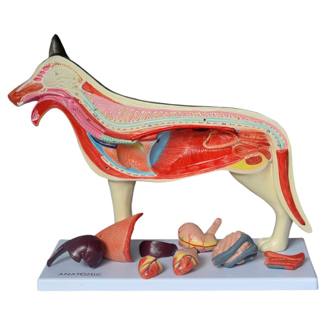 Anatomia do Cachorro-9155f79f-dbde-4267-b00a-dd234f369854
