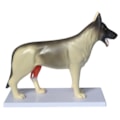 Anatomia do Cachorro-8e6a7d61-dcb4-4636-a782-f5e706013d09