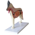 Anatomia do Cachorro-66387edc-30a4-42ed-ab74-2793e2f61922