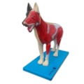 Anatomia do Cachorro-858a14bb-5748-42d1-921b-847f3187abd2