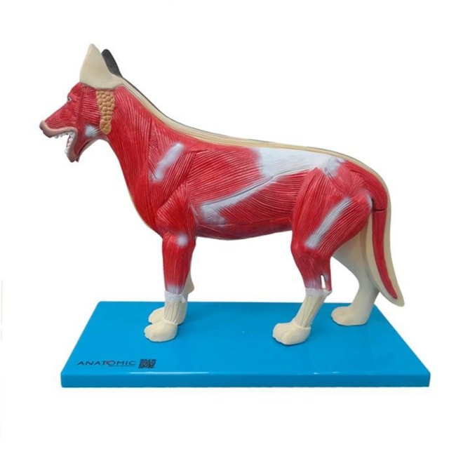 Anatomia do Cachorro-40d12c75-0d8c-47d4-a304-afe105654d66