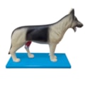 Anatomia do Cachorro-b051a5bc-dd10-418a-a4a2-7dbd42439b10