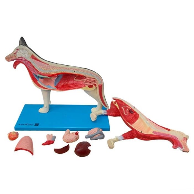 Anatomia do Cachorro-d13bfad6-8d77-444d-8777-1e49766e12d6
