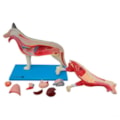 Anatomia do Cachorro-a630b07b-0cb6-426a-aadd-bf7397346601