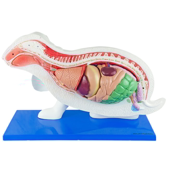 Anatomia do Coelho-5597c596-f759-45a1-a67a-26469bd5ee79