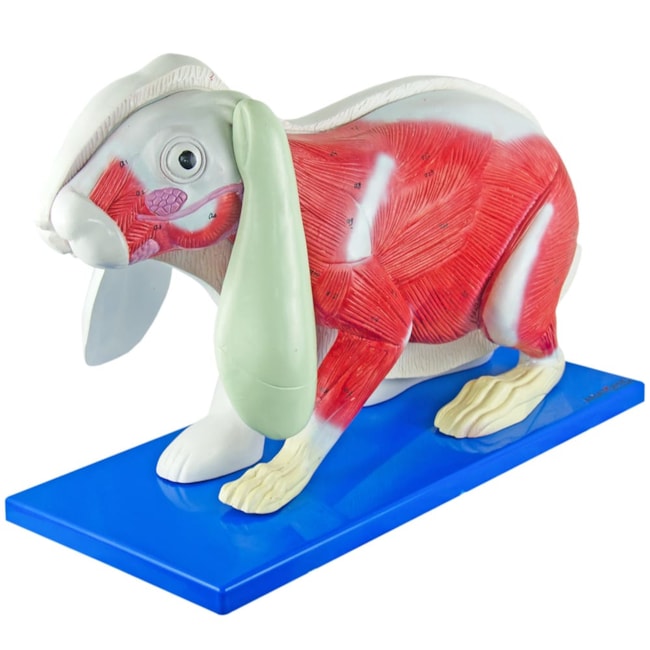 Anatomia do Coelho-1669028c-7169-4d4c-9c4d-645db2387572