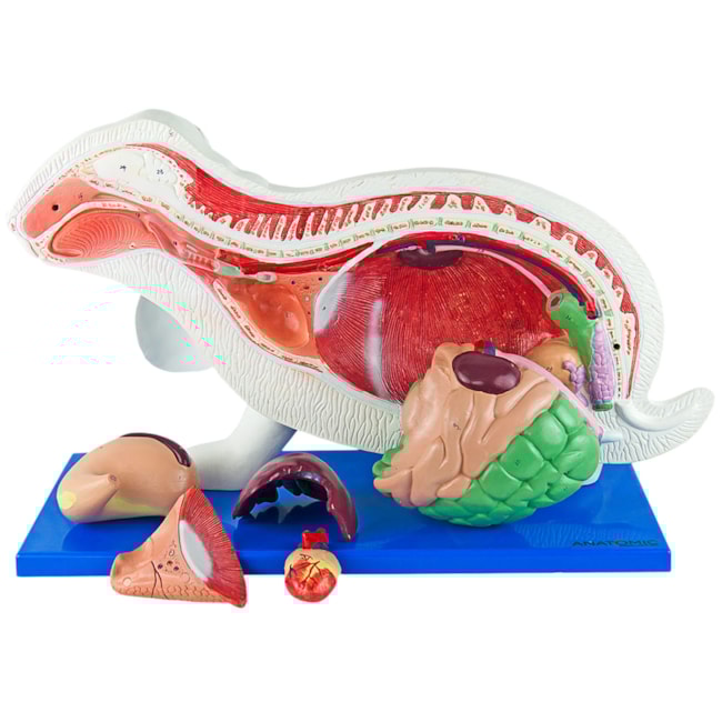 Anatomia do Coelho-345f4662-967b-45a2-8856-b647e237f32e