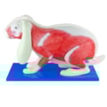 Anatomia do Coelho-edfbc5f2-eaa6-4442-bb04-2cd594f2405a