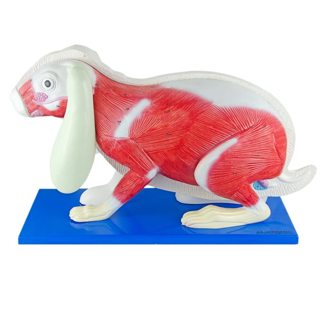 Anatomia do Coelho-85471834-3d87-4139-8d68-79cd199315cf