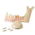 Anatomia do Dente e Mandíbula Inferior de um Jovem 6 Partes-4c549aa8-591e-4e91-af49-e691a7d49ee5