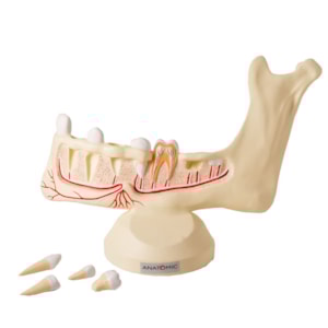 Anatomia do Dente e Mandíbula Inferior de um Jovem 6 Partes