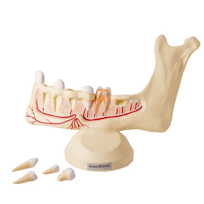 Anatomia do Dente e Mandíbula Inferior de um Jovem 6 Partes-3619c6f6-423a-49e8-b20f-09c517ba2a0a