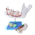 Anatomia do Dente e Mandíbula Inferior de um Jovem 6 Partes-233565af-328d-4110-a97c-ef57d7afe411