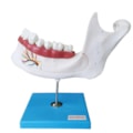 Anatomia do Dente e Mandíbula Inferior de um Jovem 6 Partes-6657333a-68b4-475c-bac7-b6b159b515bf
