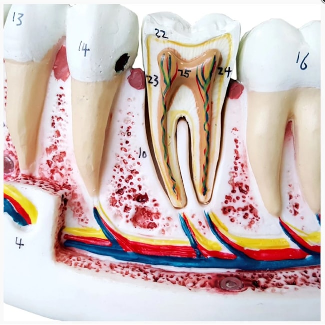 Anatomia do Dente e Mandíbula Inferior de um Jovem 6 Partes-dc0cfd58-9ee6-4e20-9215-510475f38a37