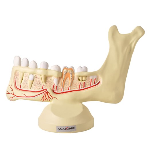 Anatomia do Dente e Mandíbula Inferior de um Jovem 6 Partes