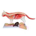 Anatomia do Gato-c6318602-5196-4310-afea-31e44ac6d40d