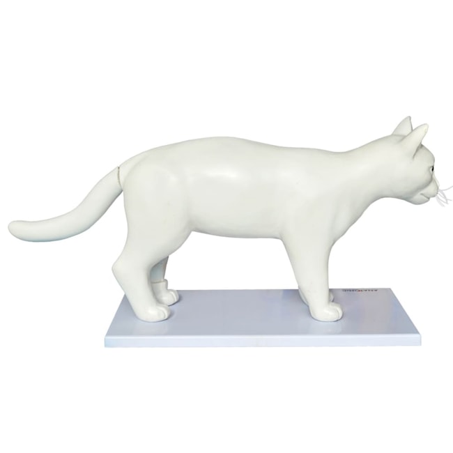 Anatomia do Gato-e3068dc0-0ba3-4689-95ae-7544fbd697bf