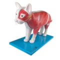 Anatomia do Gato-7f3023c8-2a29-4a19-a841-0036d11c81e3