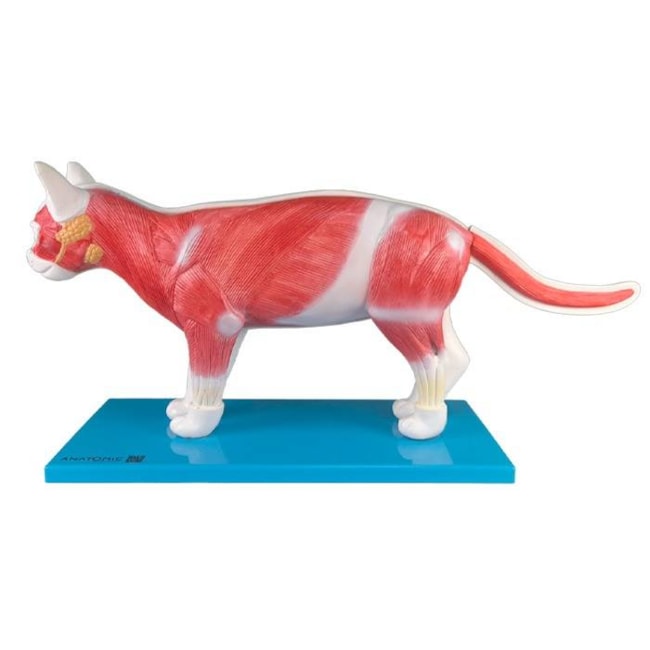 Anatomia do Gato-f2864c25-25e0-4b92-aa78-483434239696