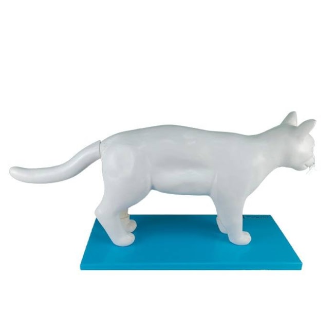Anatomia do Gato-8d0383df-ff0f-4bc9-8e94-d2b6c45e55d3