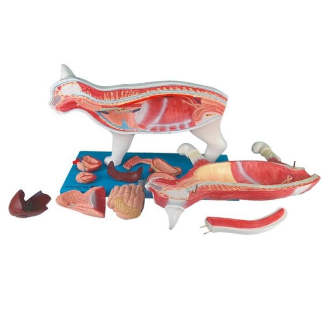Anatomia do Gato-81fe36f5-3f56-4a9b-b593-ff6ebd3bee6f