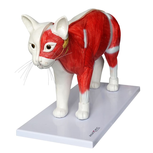 Anatomia do Gato-7b4edc69-c3a3-47da-8a47-d92434f3e4ff