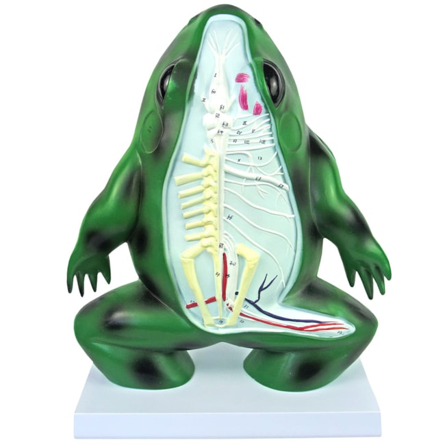 Anatomia do Sapo em Corte Coronal-e958f999-e836-4e4e-b71d-81a7f1c33207