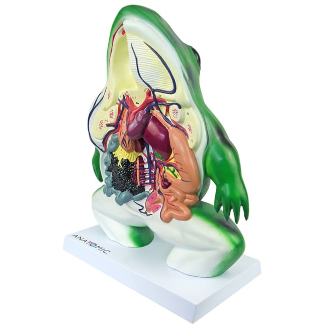 Anatomia do Sapo em Corte Coronal-9e36a948-7322-43d5-9e7d-d95ad39f1b6d