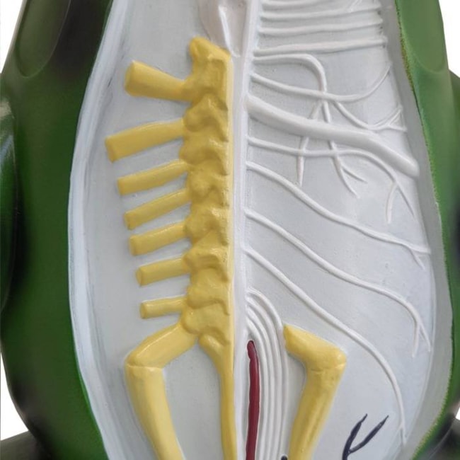 Anatomia do Sapo em Corte Coronal-70de1ed4-c801-4b5a-8e98-e1708cee937d
