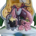 Anatomia do Sapo em Corte Coronal-fd4fdcf6-1819-49c4-85df-d2b0fa0b262b