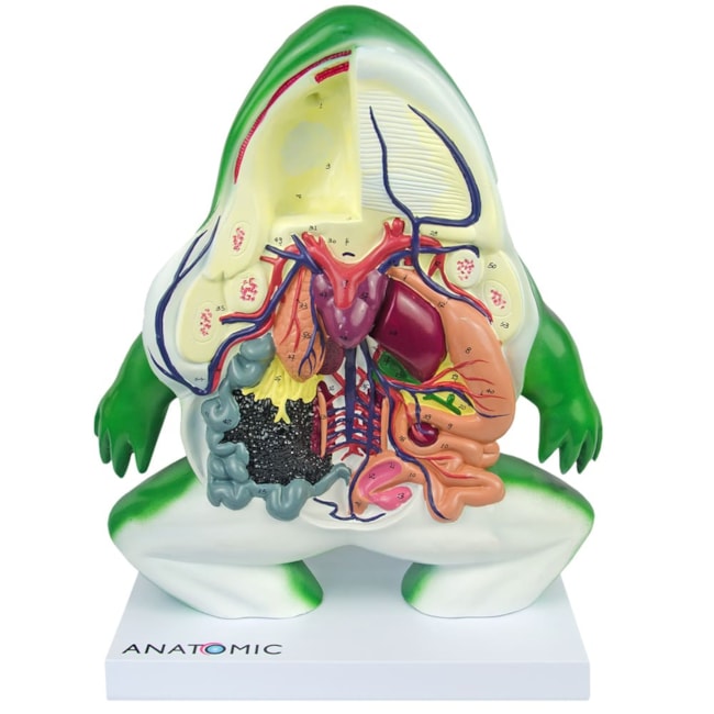 Anatomia do Sapo em Corte Coronal-6510d21a-0526-4219-a772-3cbe32919065