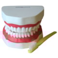 Arcada Dentária Com Língua e Escova-ae68cf1b-526a-4a38-af21-cc02e889c3c9