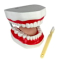 Arcada Dentária Com Língua e Escova-8a6c6f67-29ac-4008-a890-f3509fa407ac