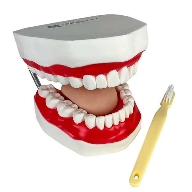 Arcada Dentária Com Língua e Escova-be60b501-de2a-4704-a2ad-4c9a3960df0d