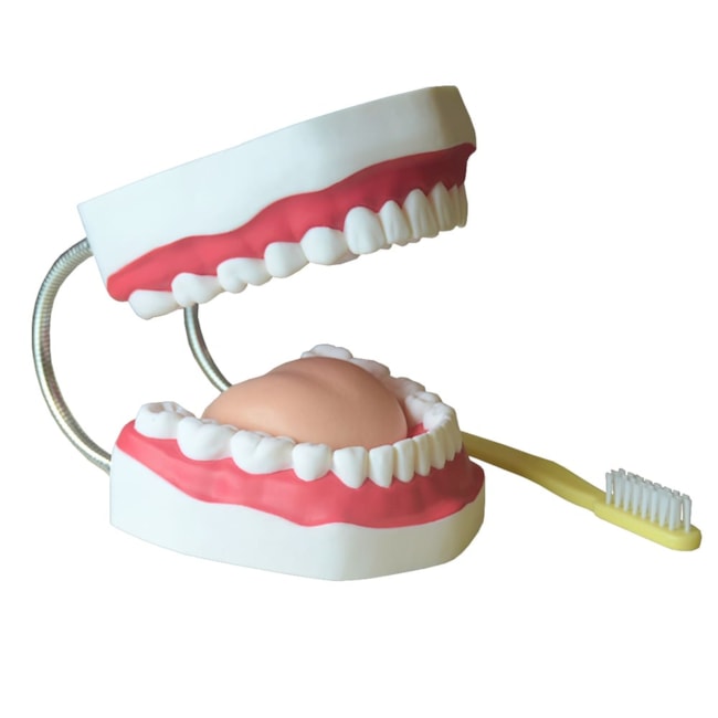 Arcada Dentária Com Língua e Escova-6c6051e4-ec1b-428d-9c8c-d73f287e9902